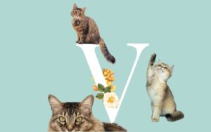 nom chat lettre v