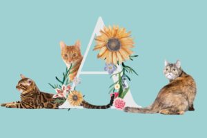 nom de chat en a