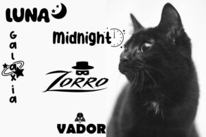 nom pour chat noir