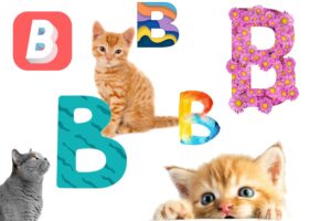 noms chats en b 2026